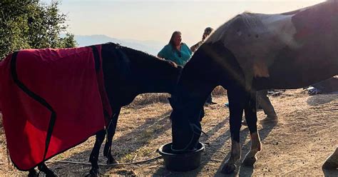 Horses rescued from trailer hanging over 100-foot drop in San Mateo County